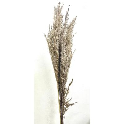 Fascio da 5 steli di PAMPAS VERO ESSICATO grigio perla da 108 cm
